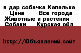 в дар собачка Капелька › Цена ­ 1 - Все города Животные и растения » Собаки   . Курская обл.